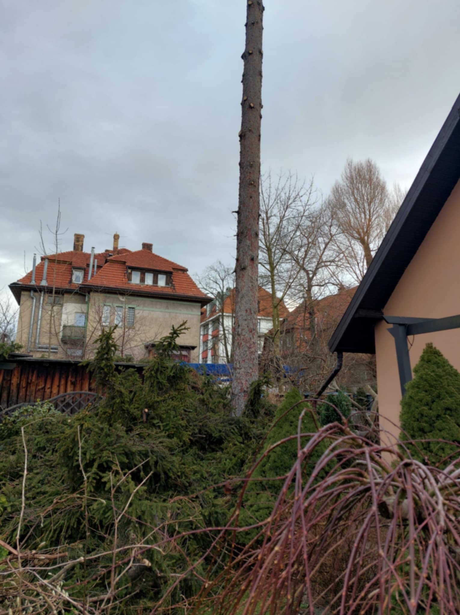 Ogołocony pień drzewa po wycince, z gałęziami u podstawy. W tle budynki mieszkalne i pochmurne niebo. Widok z poziomu gruntu.