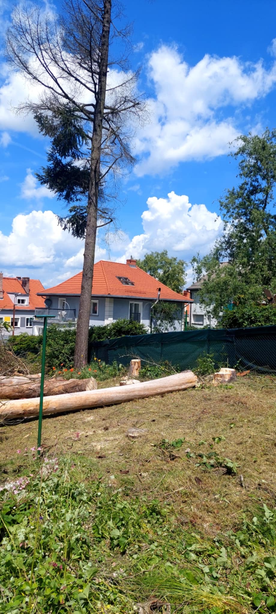 Teren po wycince drzewa z pniem, leżącymi kłodami i widocznym budynkiem w tle, na tle błękitnego nieba z chmurami.