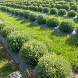 Zakładanie ogrodów Sobótka 2