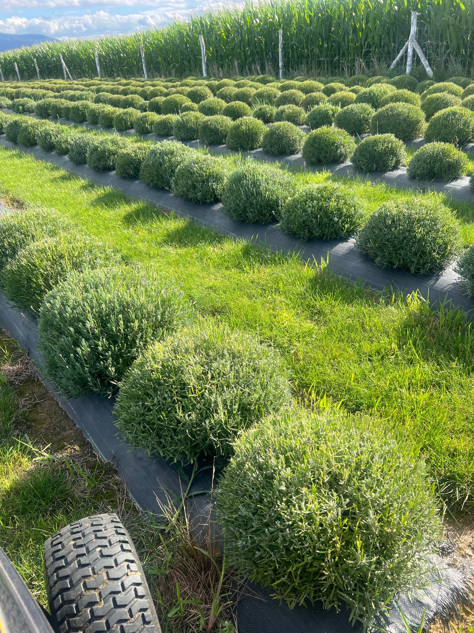 Rzędy kulistych krzewów na folii, w tle pole kukurydzy, z boku widoczne koło traktora. Uprawa roślin ozdobnych w szkółce.