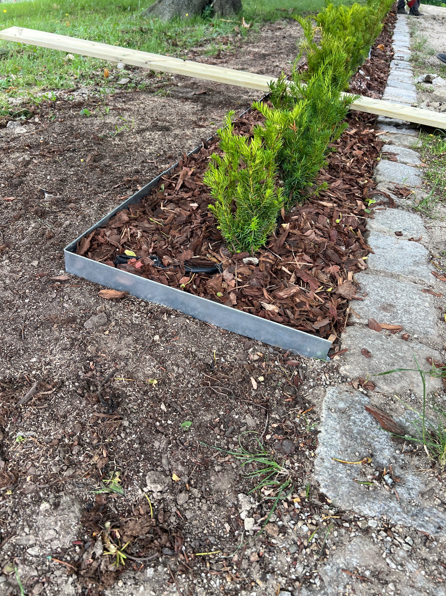 Krawężnik rabaty z metalową obwódką, wypełniony korą i młodymi iglakami. W tle widoczna ścieżka z kamieni i drewniana listwa. Selektywna ostrość na rośliny.