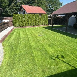 Mateusz Miarka - Perfekcyjnie skoszony trawnik z równymi pasami, nawadniany przez zraszacz. W tle rząd tuj i budynek z czerwonym dachem. Cień osoby robiącej zdjęcie w rogu kadru.