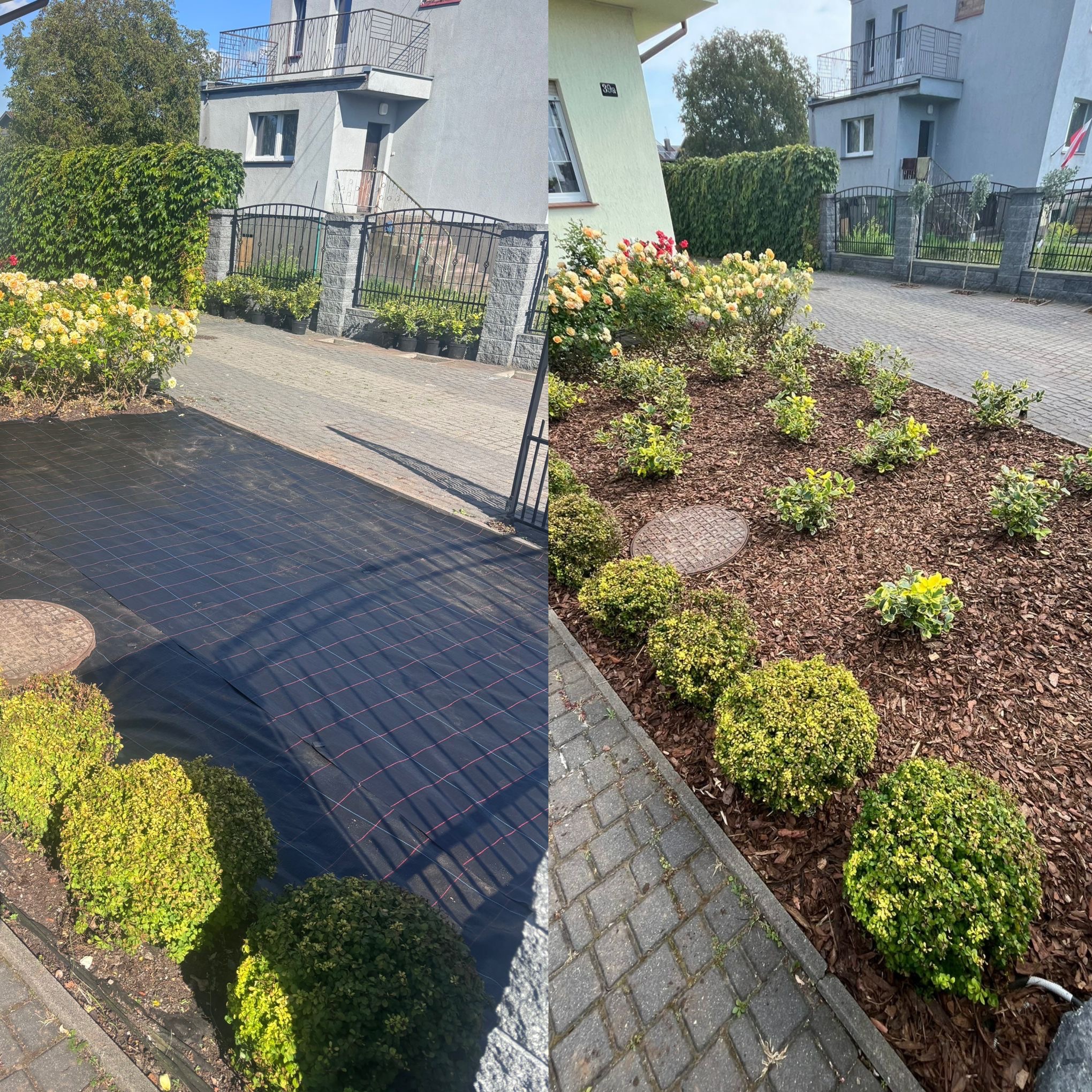 Zdjęcie 'przed i po' ukazujące metamorfozę rabaty: od czarnej agrowłókniny do kory i posadzonych krzewów, z kwitnącymi różami w tle.