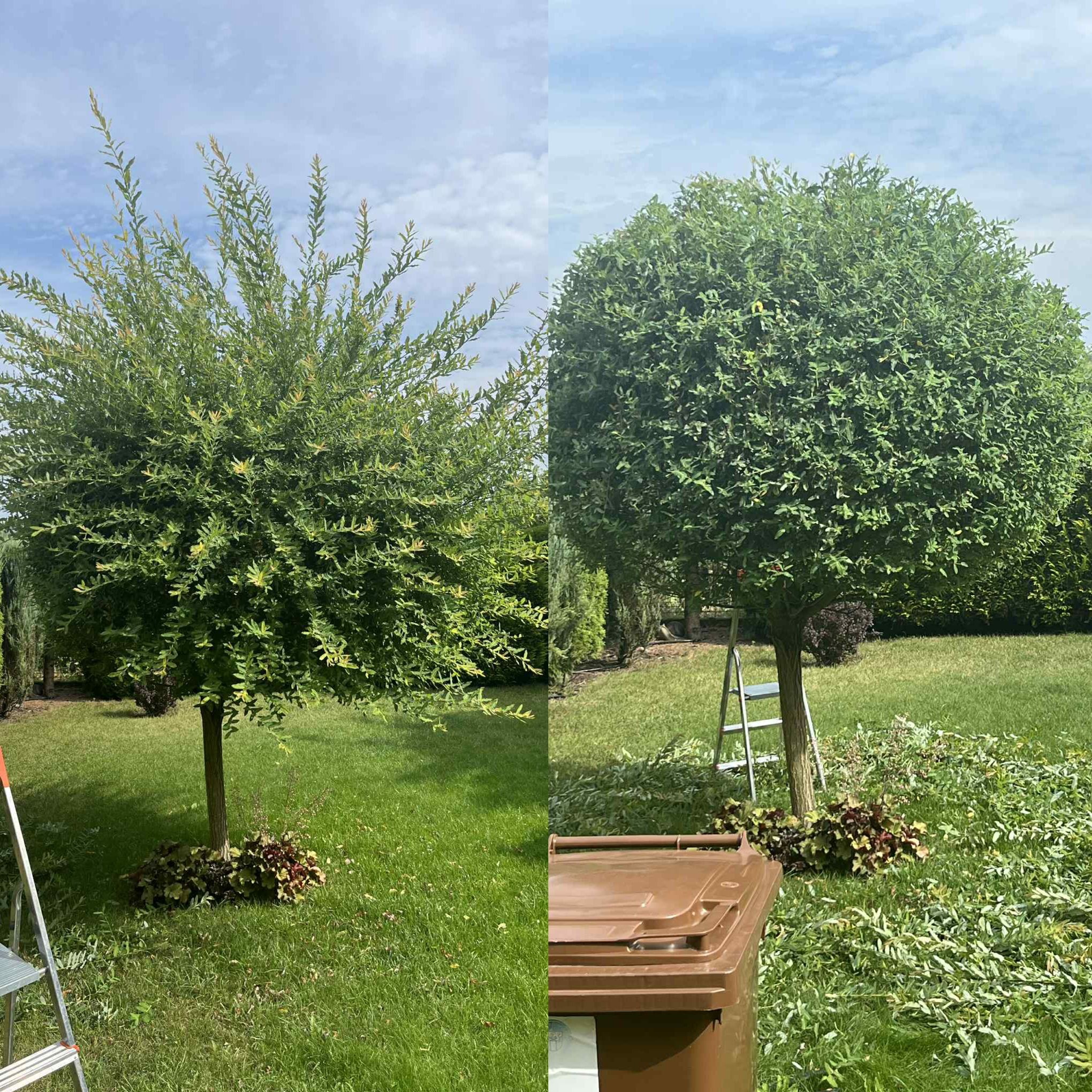Zdjęcie 'przed i po' przycięcia drzewa w ogrodzie. Po lewej drzewo przed, po prawej po przycięciu, z widocznymi obciętymi gałęziami i drabiną. Brązowy kosz na odpady.
