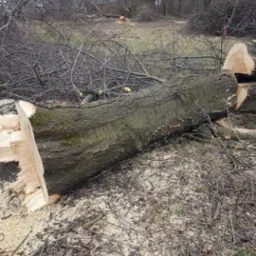 Ścięte drzewo na ziemi, widoczne ślady cięcia, w tle drzewa bez liści. Powierzchnia pokryta trocinami i gałęziami po wycince.