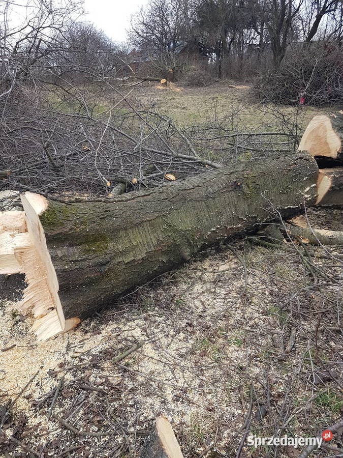 Ścięte drzewo na ziemi, widoczne ślady cięcia, w tle drzewa bez liści. Powierzchnia pokryta trocinami i gałęziami po wycince.