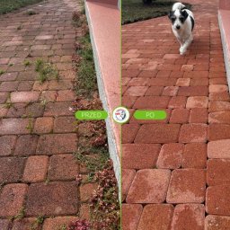 GeKon Grzegorz Konopka - Kostka brukowa przed i po czyszczeniu, z widocznym psem na wyczyszczonej powierzchni. Porównanie stanu zaniedbanego z chwastami i odnowionego, czerwonego bruku.