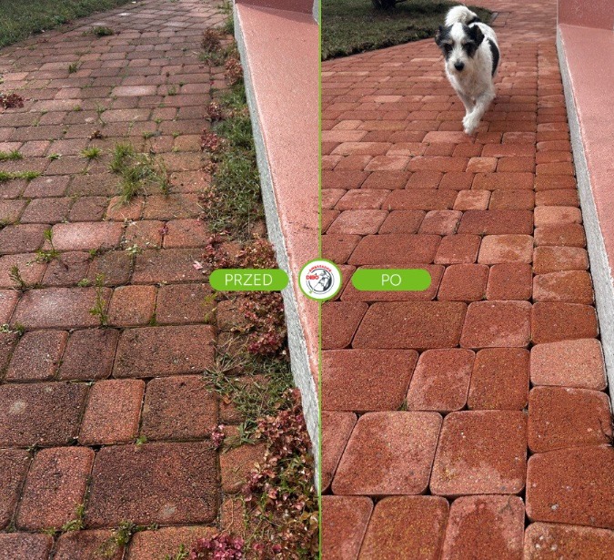 Kostka brukowa przed i po czyszczeniu, z widocznym psem na wyczyszczonej powierzchni. Porównanie stanu zaniedbanego z chwastami i odnowionego, czerwonego bruku.