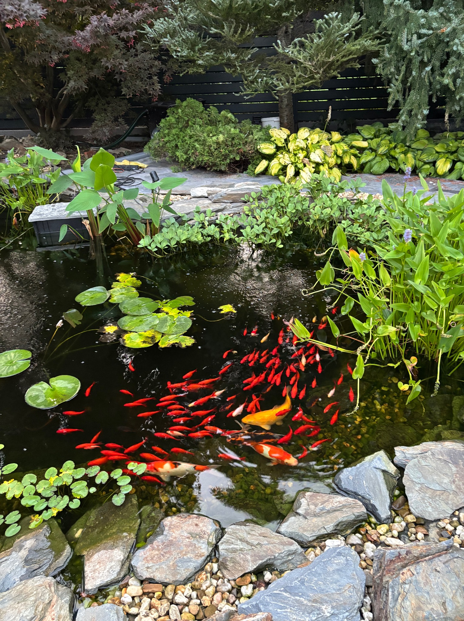 Oczko wodne z kamiennym brzegiem, liliami wodnymi i stadkiem czerwonych rybek oraz karpi koi. W tle roślinność ogrodowa i czarne ogrodzenie.