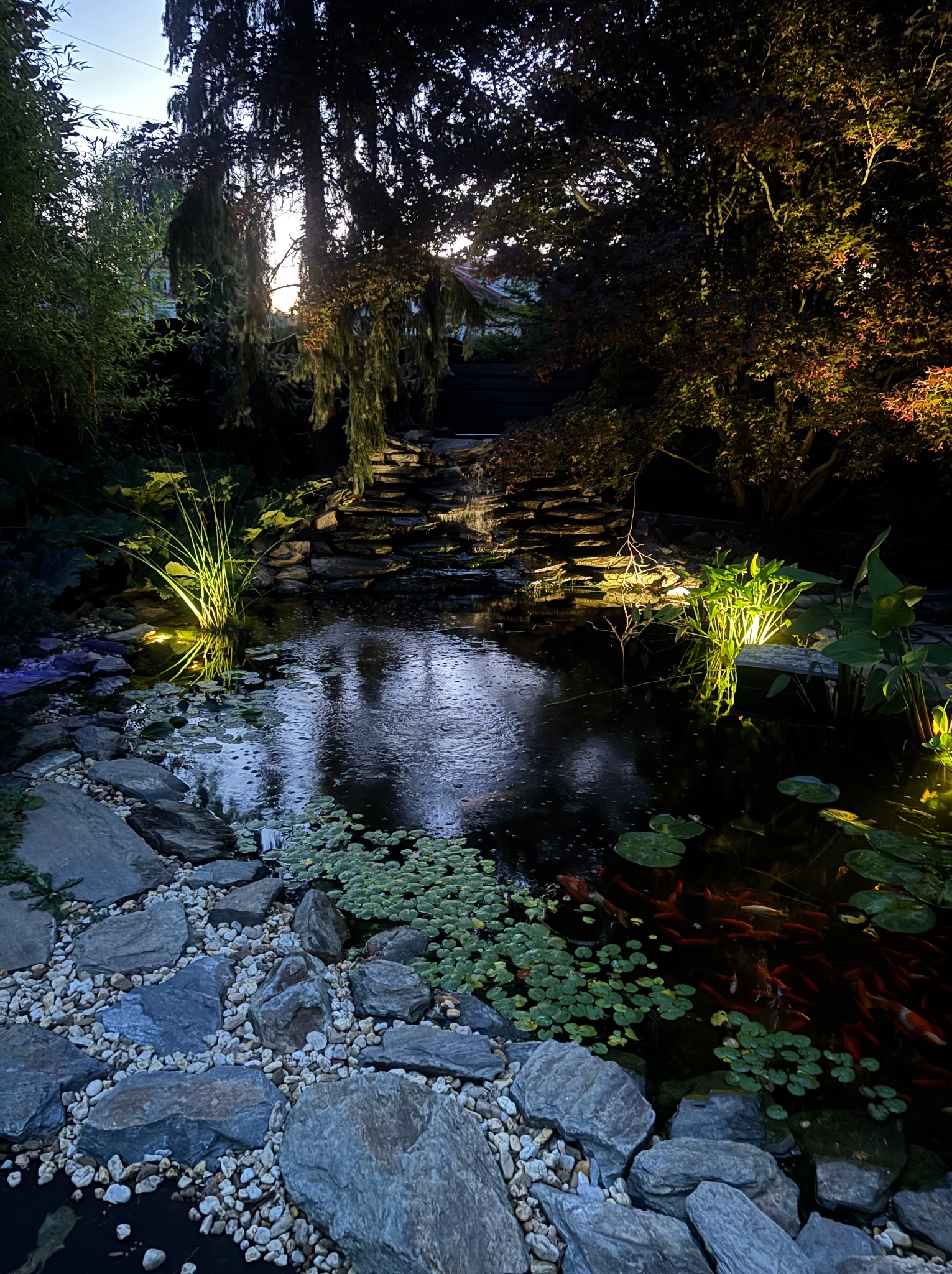Oświetlony staw z kaskadą, kamieniami i roślinnością wodną. W wodzie widoczne ryby koi. Dekoracyjne oświetlenie podkreśla detale ogrodu.