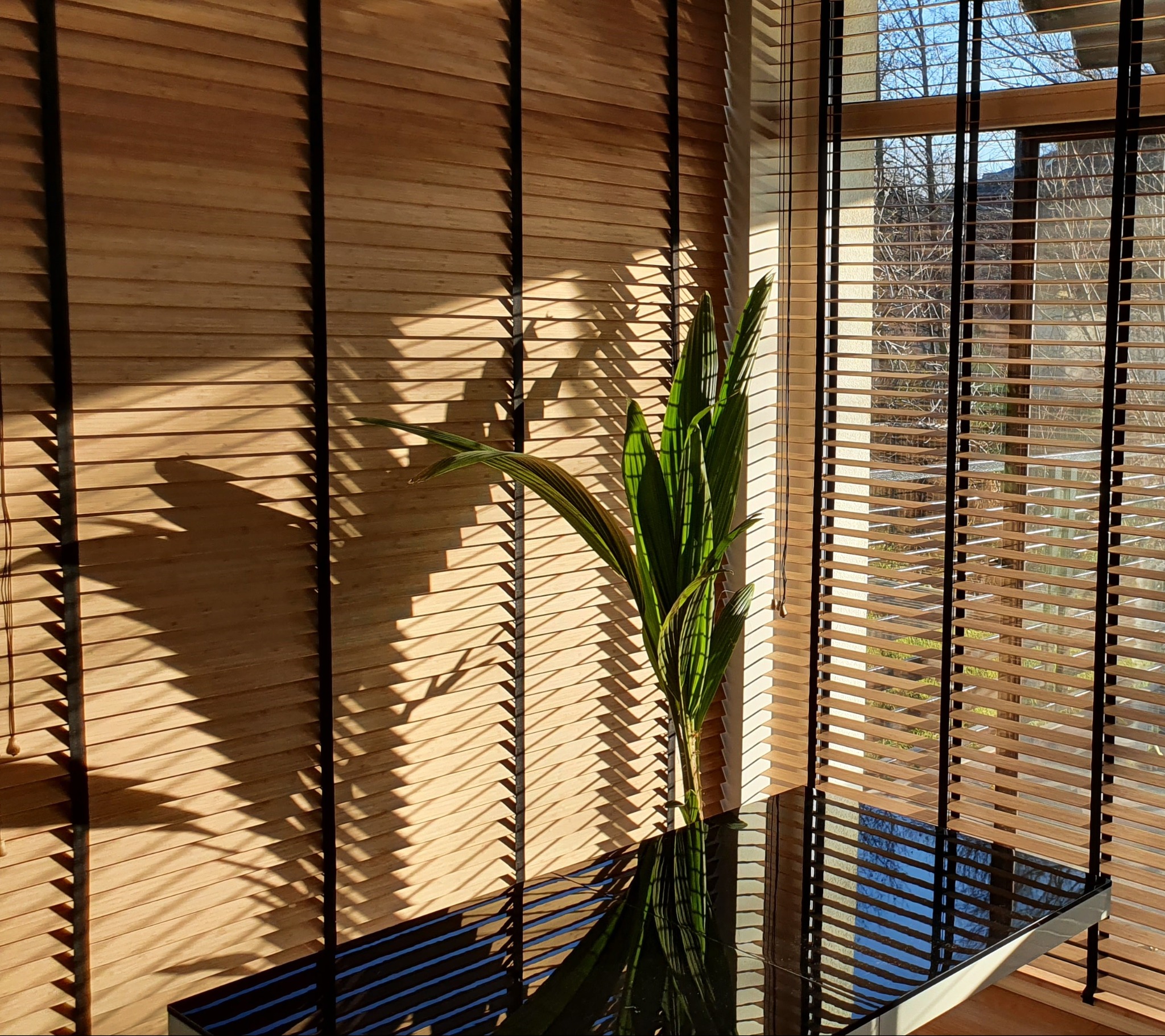 Jasne, drewniane żaluzje poziome z czarnymi akcentami, częściowo zasłonięte, wpadające promienie słoneczne tworzą cienie na ścianie, roślina na stole.