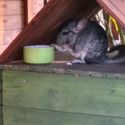 Szynszyla w drewnianej budce, pijąca wodę z zielonej miski. Zwierzę siedzi na zielonej, drewnianej powierzchni, w tle widać drewnianą ścianę i rośliny.