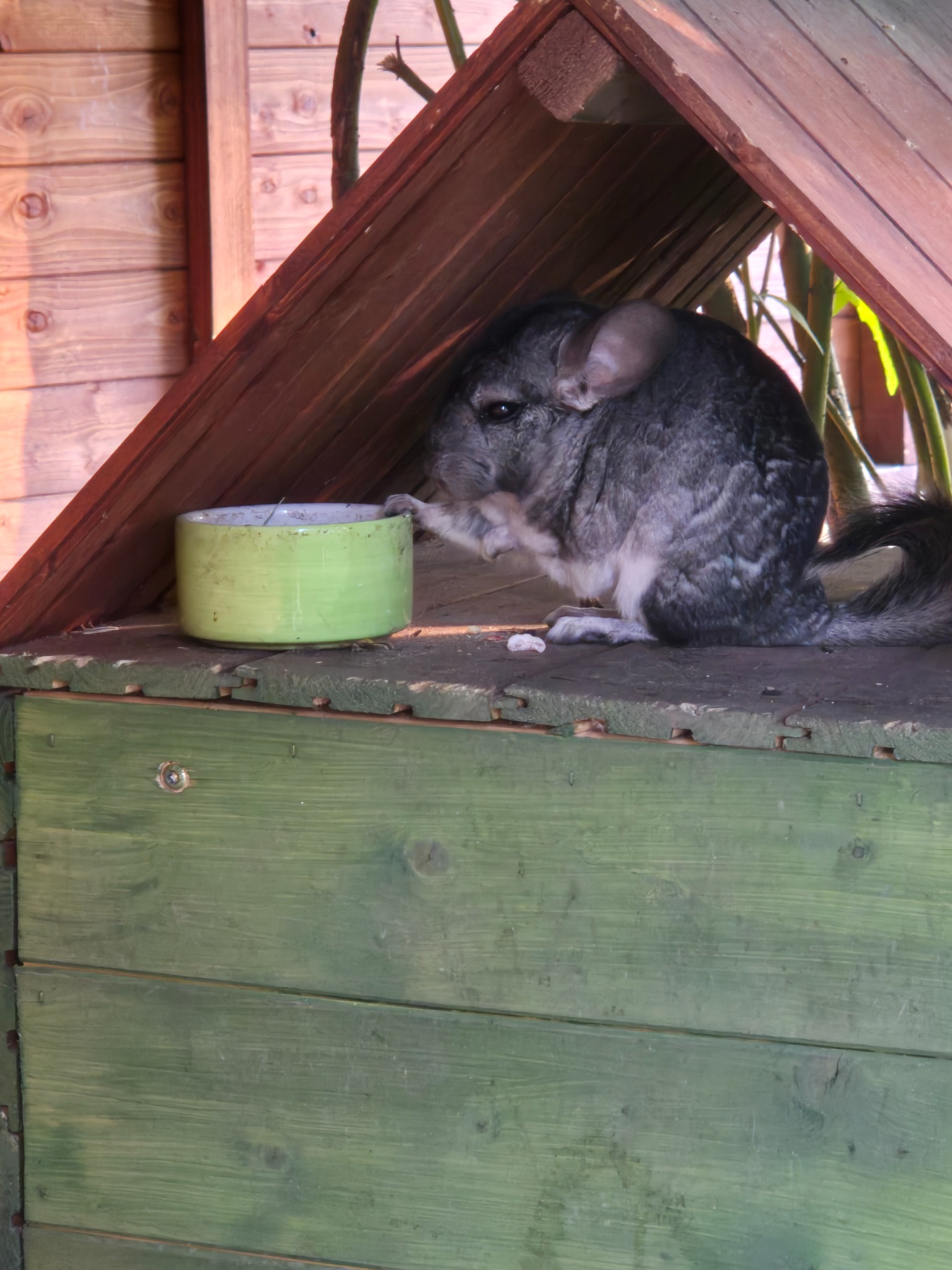 Szynszyla w drewnianej budce, pijąca wodę z zielonej miski. Zwierzę siedzi na zielonej, drewnianej powierzchni, w tle widać drewnianą ścianę i rośliny.