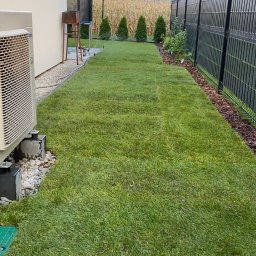 Dizbud - Świeżo ułożona trawa z rolki w wąskim pasie ogrodu, oddzielona czarnym ogrodzeniem i ścianą budynku. W tle małe tuje i pole kukurydzy.