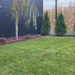 Dizbud - Zadbany trawnik z drzewkiem płaczącym i tujami, oddzielony od sąsiadów czarną siatką i metalową siatką, z podłożem wysypanym korą.