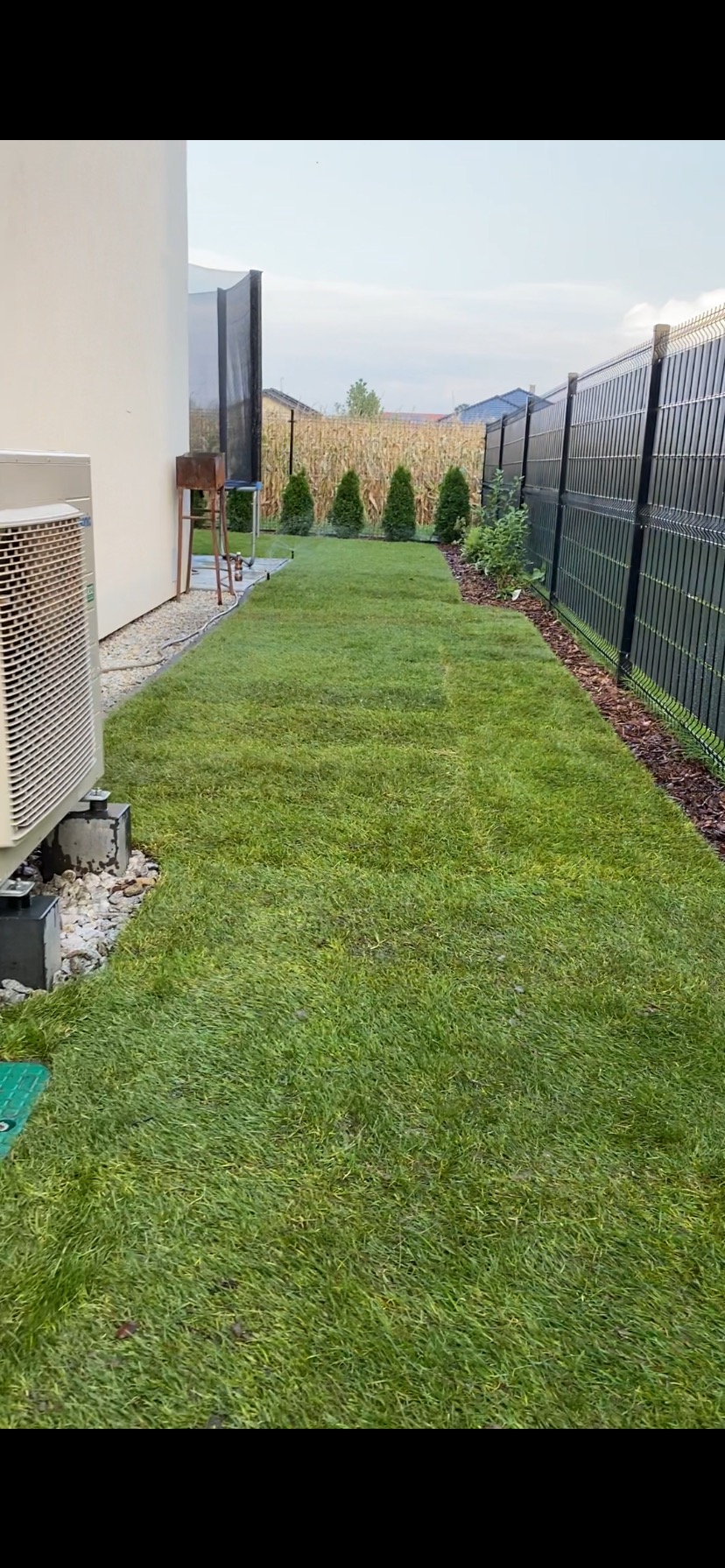 Świeżo ułożona trawa z rolki w wąskim pasie ogrodu, oddzielona czarnym ogrodzeniem i ścianą budynku. W tle małe tuje i pole kukurydzy.