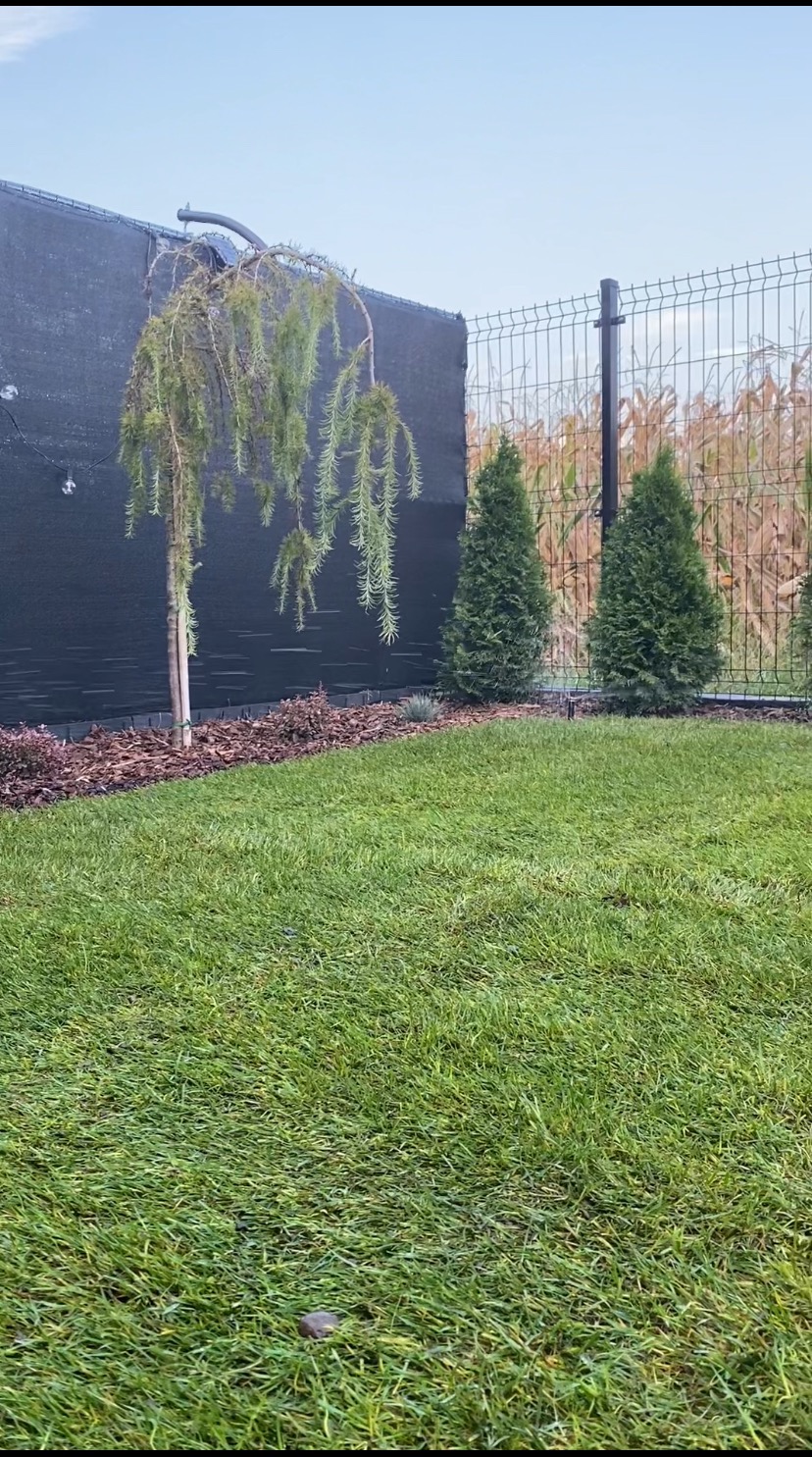 Zadbany trawnik z drzewkiem płaczącym i tujami, oddzielony od sąsiadów czarną siatką i metalową siatką, z podłożem wysypanym korą.