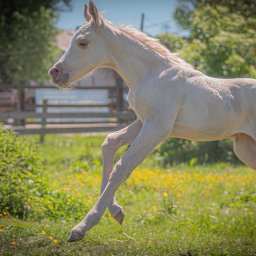 Kasia Krupa - Jasny źrebak w galopie na łące z żółtymi kwiatami. W tle drewniane ogrodzenie i drzewa. Ujęcie z boku, ostre światło podkreśla muskulaturę zwierzęcia.