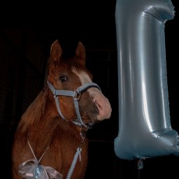 Kasia Krupa - Kucyk w niebieskim kantarze z kokardą pozuje obok balonu w kształcie cyfry 1 na czarnym tle, uchwycony w zbliżeniu.