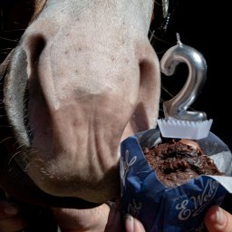 Kasia Krupa - Koń wącha babeczkę Wedel ze srebrną świeczką '2'. Ujęcie z bliska, skupione na pysku zwierzęcia i słodkim poczęstunku, trzymanym przez osobę.