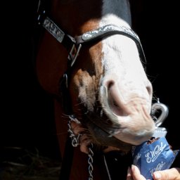 Kasia Krupa - Koń z ozdobnym ogłowiem, karmiony czekoladkami Wedel przez osobę. Ciemne tło stajni, ostre światło na pysku zwierzęcia. Fotografia komercyjna.