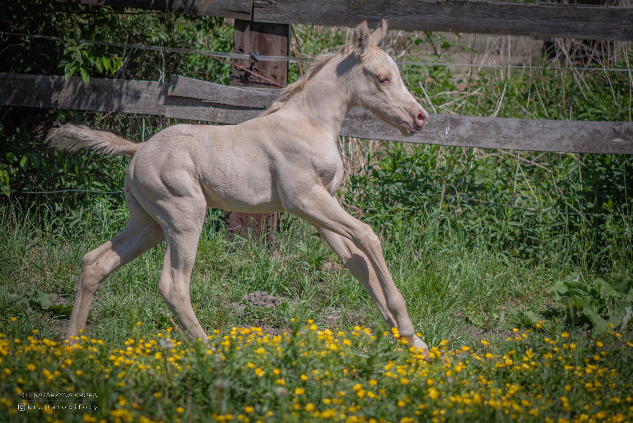 Jasny źrebak w ruchu na łące z żółtymi kwiatami, w tle drewniany płot i zieleń. Dynamiczne ujęcie z boku, ukazujące muskulaturę i grację młodego konia.