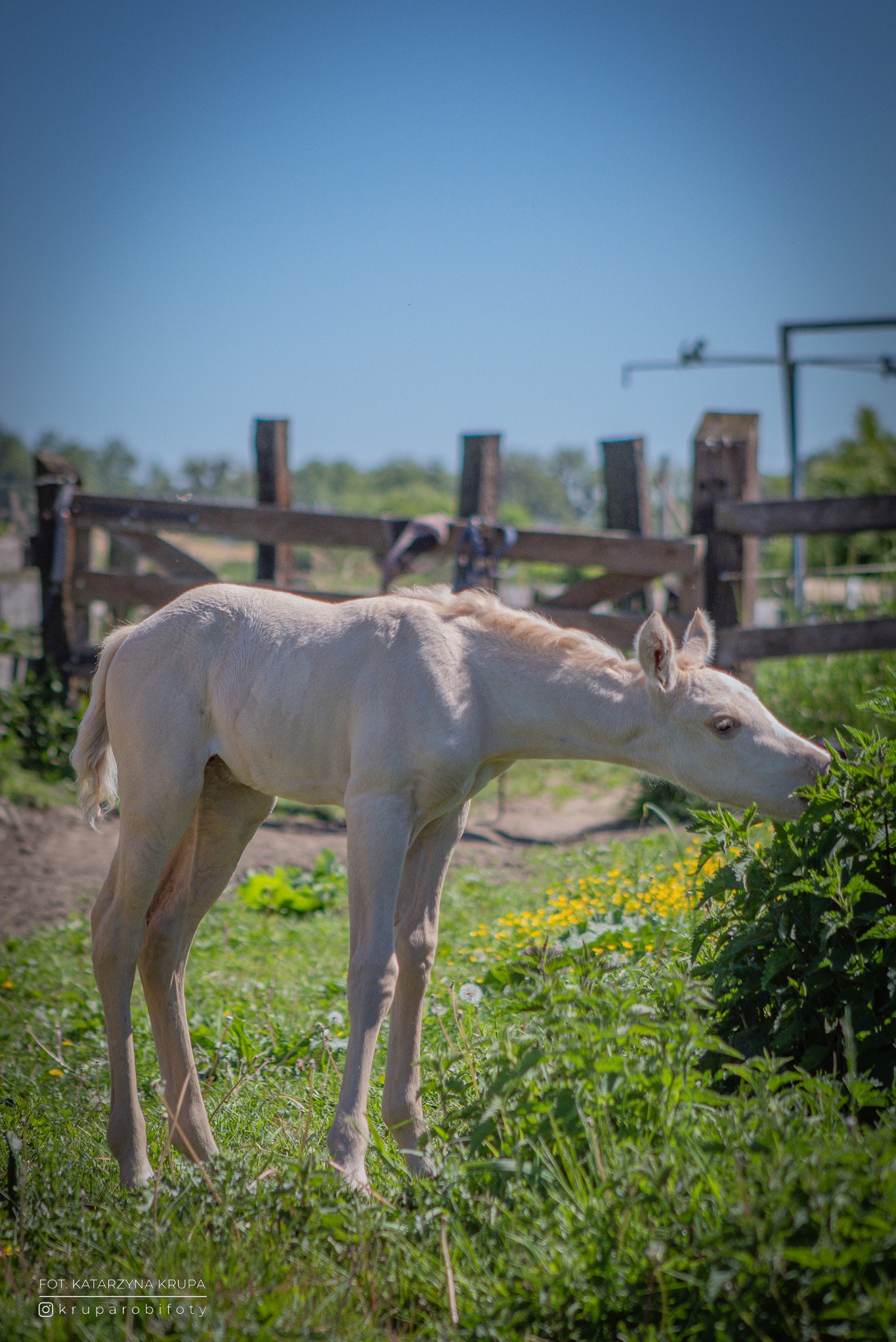 Jasny źrebak skubie zielone liście na tle drewnianego ogrodzenia i błękitnego nieba. Ujęcie z niskiego kąta podkreśla naturalny charakter sceny.