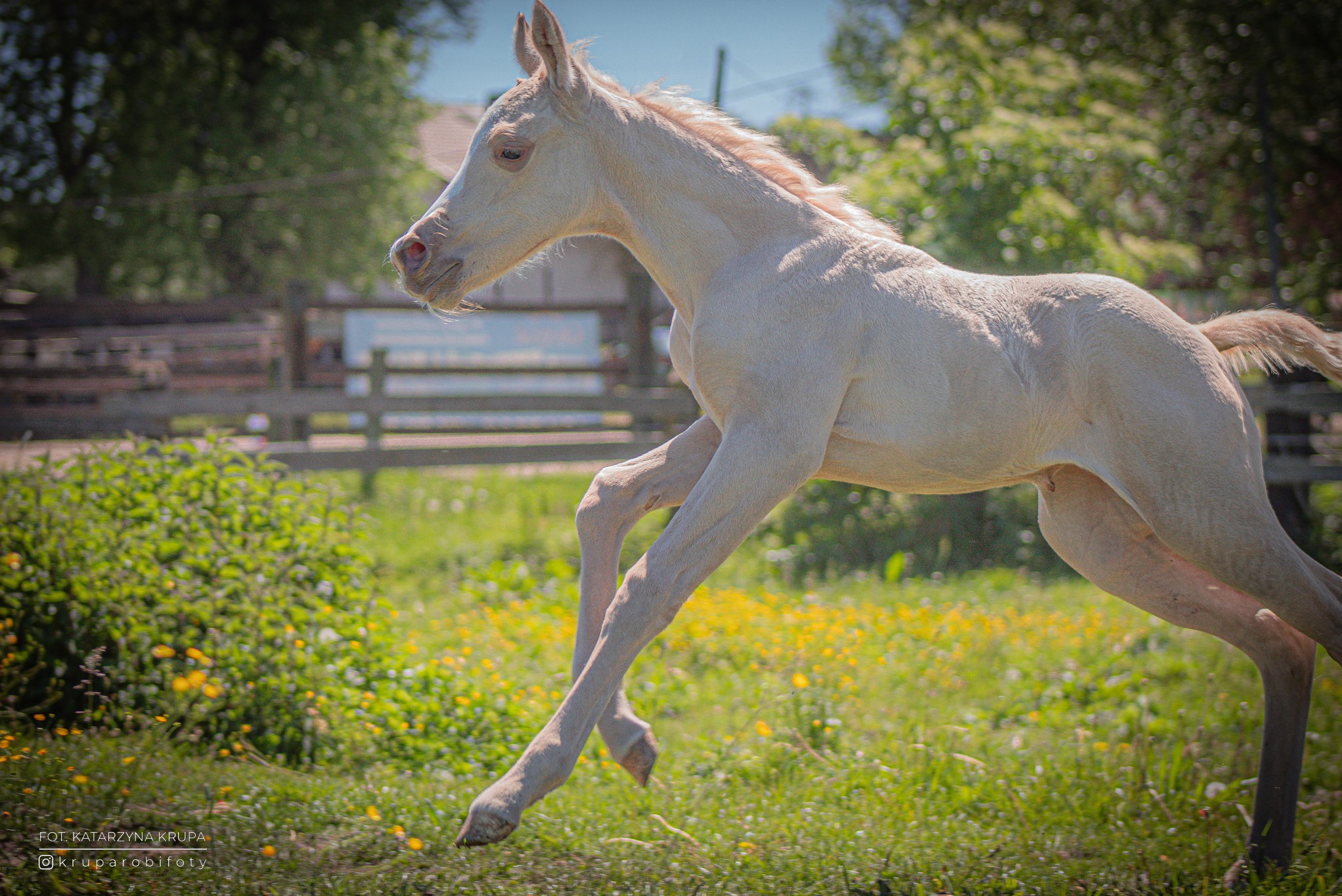 Jasny źrebak w galopie na łące z żółtymi kwiatami. W tle drewniane ogrodzenie i drzewa. Ujęcie z boku, ostre światło podkreśla muskulaturę zwierzęcia.