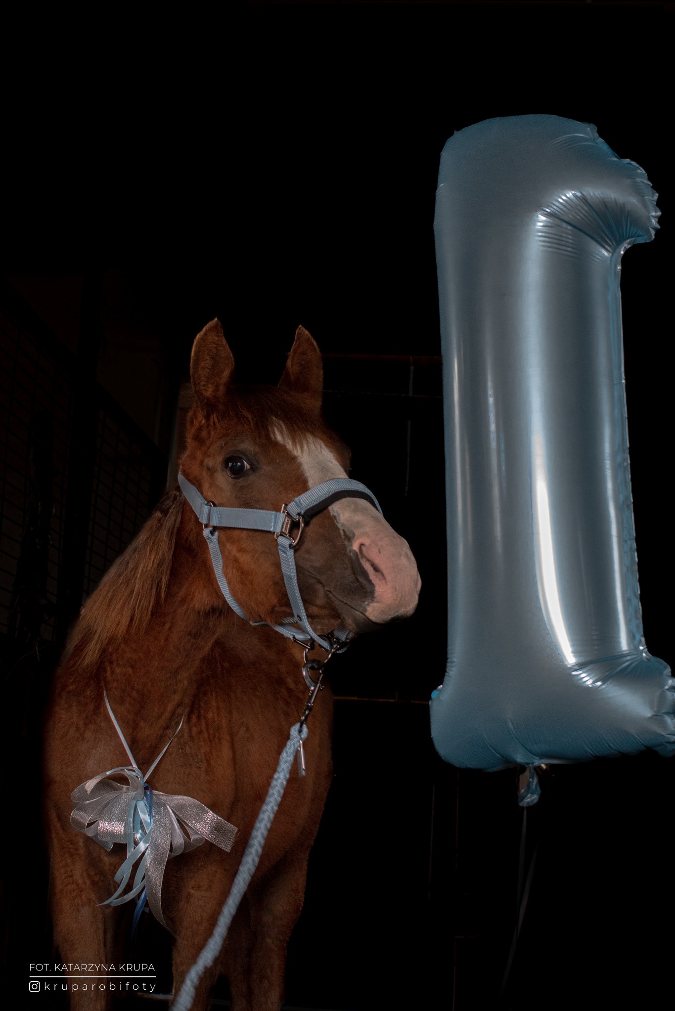 Kucyk w niebieskim kantarze z kokardą pozuje obok balonu w kształcie cyfry 1 na czarnym tle, uchwycony w zbliżeniu.