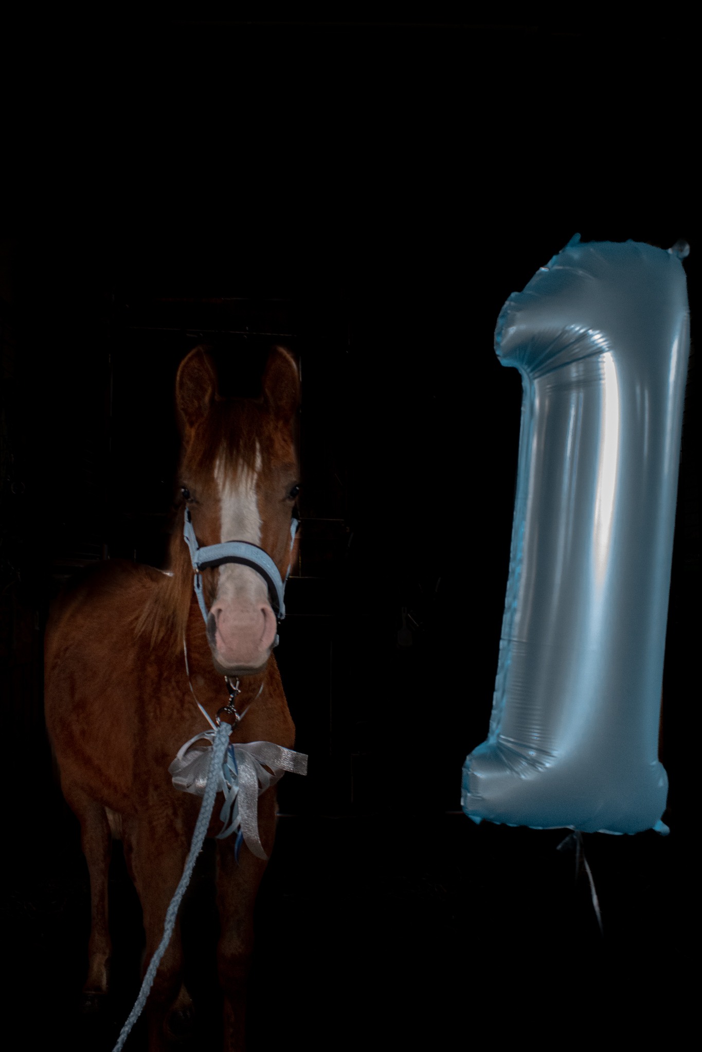 Kucyk z niebieską kokardą i balonem cyfrą '1' na ciemnym tle. Fotografia okolicznościowa w Zabrzu, być może urodzinowa.