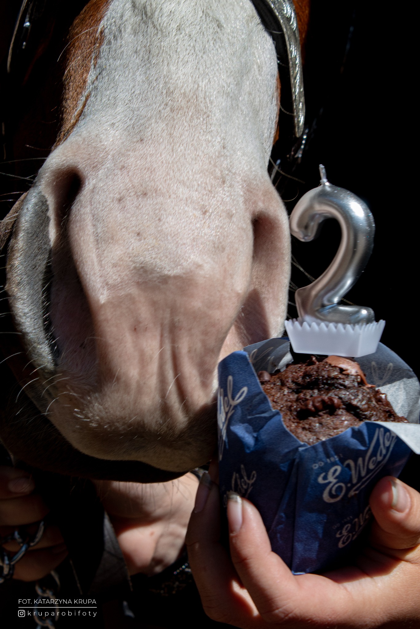 Koń wącha babeczkę Wedel ze srebrną świeczką '2'. Ujęcie z bliska, skupione na pysku zwierzęcia i słodkim poczęstunku, trzymanym przez osobę.