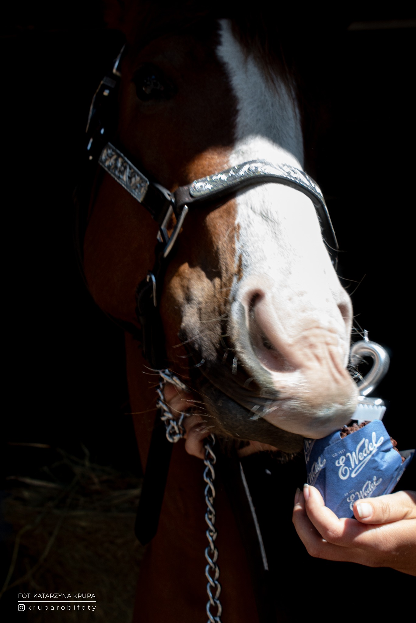 Koń z ozdobnym ogłowiem, karmiony czekoladkami Wedel przez osobę. Ciemne tło stajni, ostre światło na pysku zwierzęcia. Fotografia komercyjna.