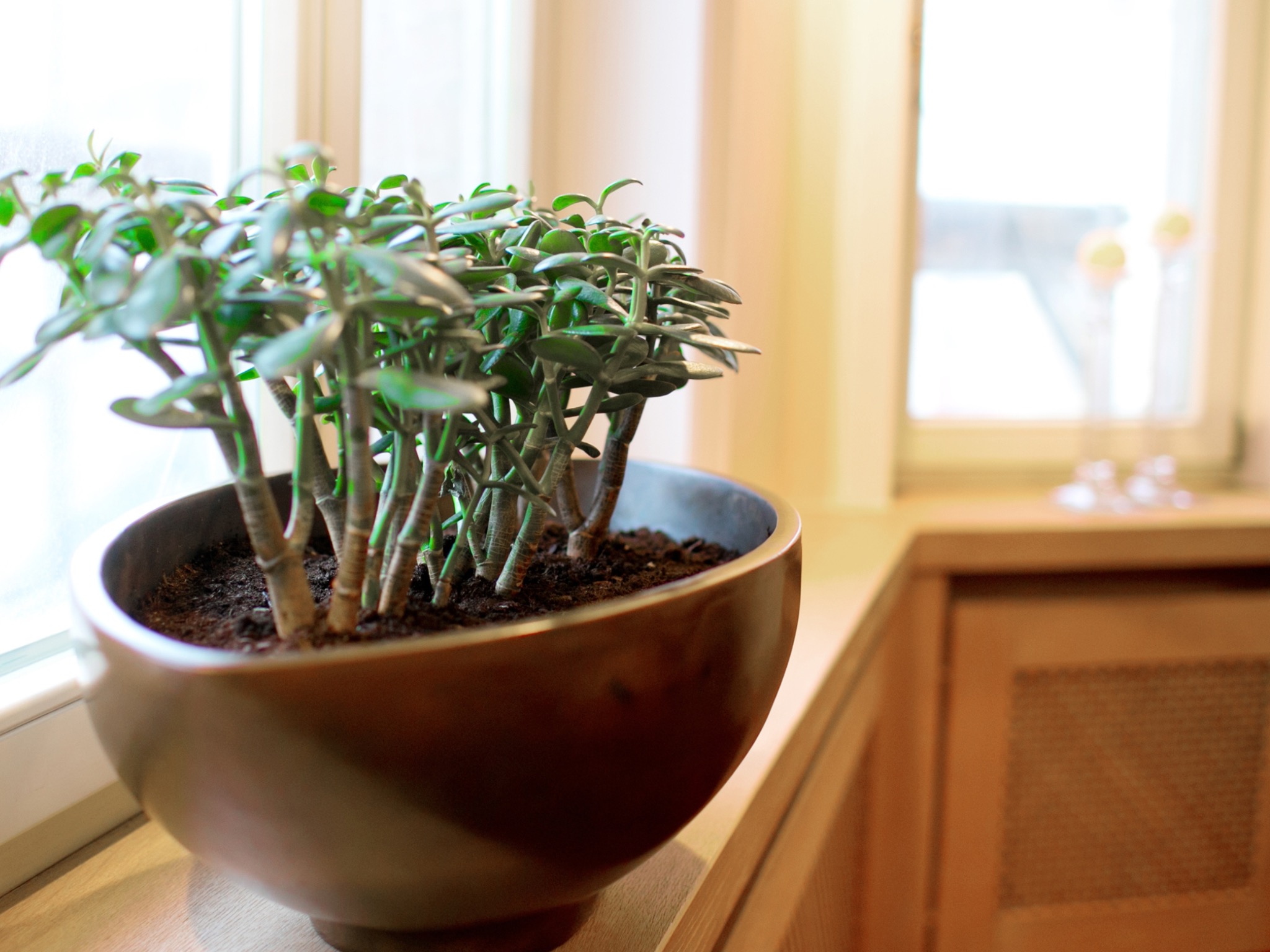 Grubosz jajowaty w donicy na parapecie, jasne wnętrze z oknem w tle. Element aranżacji wnętrza, donica z oferty projektantki.