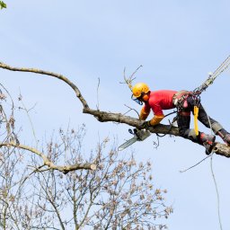 Wycinka drzew Obrowo 1