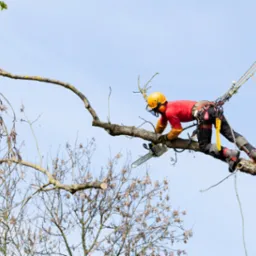 Arborysta w kasku i z piłą spalinową, zabezpieczony linami, przycina gałęzie drzewa na tle błękitnego nieba. Widoczne odcięte fragmenty gałęzi.