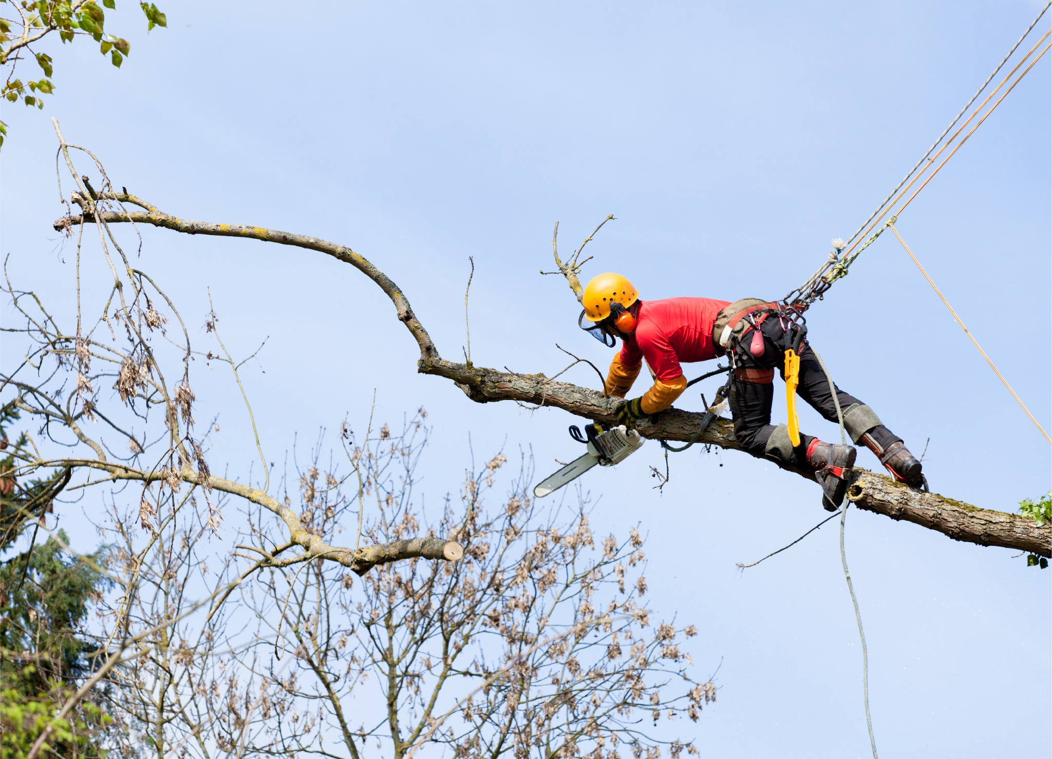 Arborysta w kasku i z piłą spalinową, zabezpieczony linami, przycina gałęzie drzewa na tle błękitnego nieba. Widoczne odcięte fragmenty gałęzi.