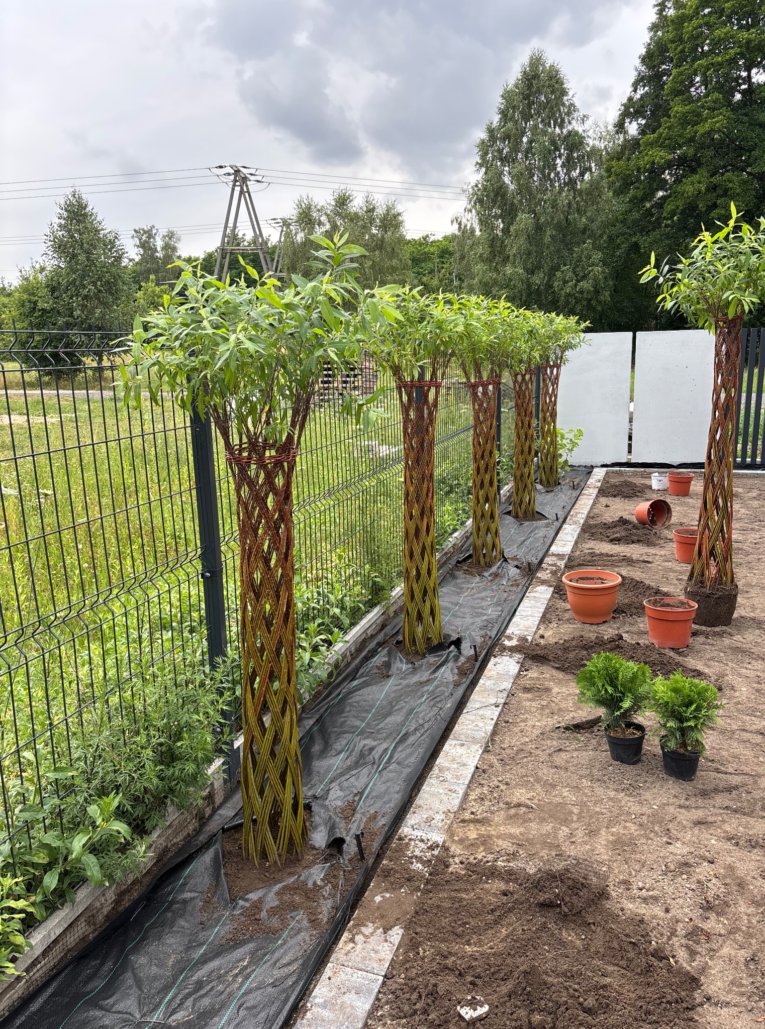 Wysokie, plecione wierzby ustawione w rzędzie wzdłuż ogrodzenia, przygotowane do posadzenia. Obok donice i sadzonki. Czarna agrowłóknina na ziemi.