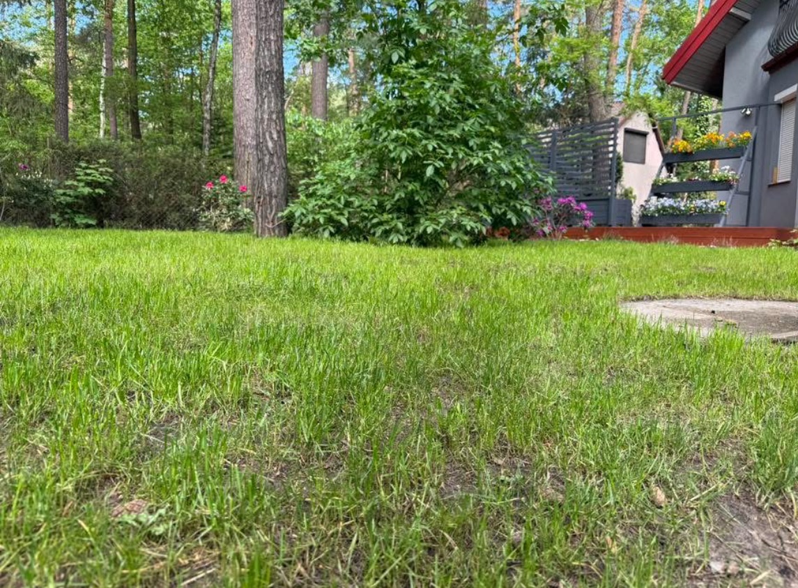 Zadbany trawnik z niską trawą, drzewami i roślinami ozdobnymi w tle, przy domu z drewnianym tarasem i kwiatami w donicach.