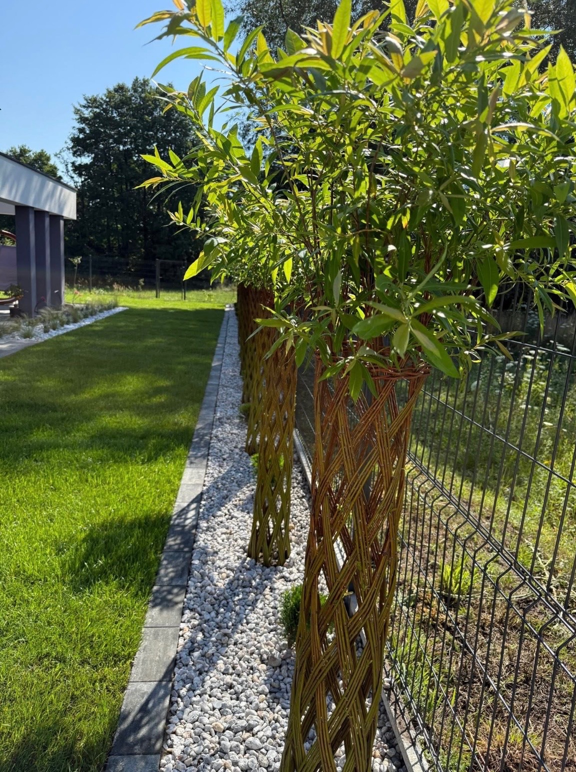 Ozdobne, plecione pnie drzewek wzdłuż ogrodzenia, oddzielone białym żwirem od trawnika. Element dekoracyjny ogrodu, zieleń i nowoczesna architektura w tle.