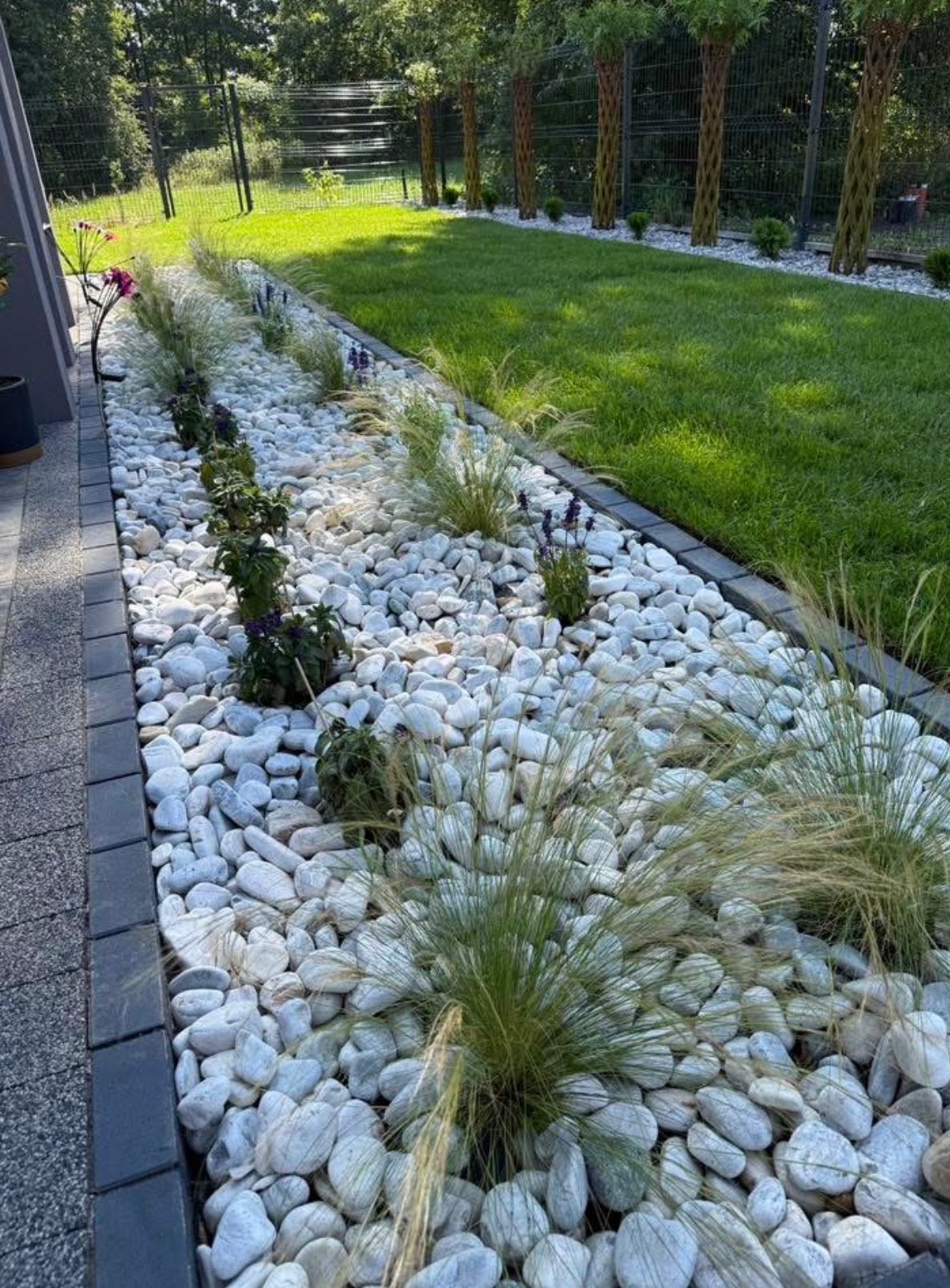 Ogród z białymi kamieniami, ozdobnymi trawami i niskimi roślinami, oddzielony obrzeżem od trawnika. W tle metalowe ogrodzenie i drzewa.