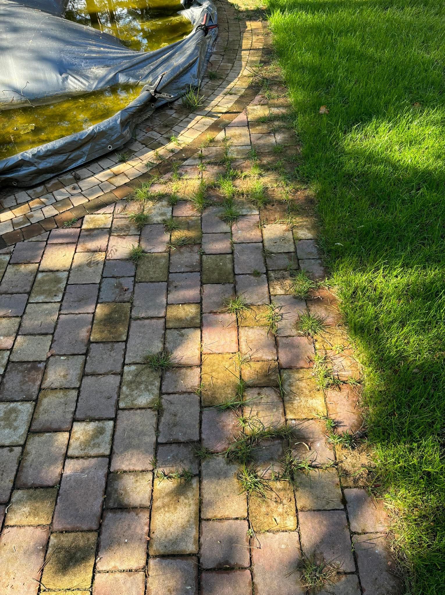 Ścieżka z kostki brukowej zarośnięta trawą, obok trawnik i oczko wodne z folią. Widoczne cienie drzew. Słoneczny dzień.