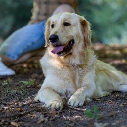 Mateusz Szewczyk - Golden retriever leży na ściółce leśnej, z językiem na wierzchu. W tle siedzi osoba w dżinsach i koszuli w kratę. Ujęcie z dołu, miękkie światło.