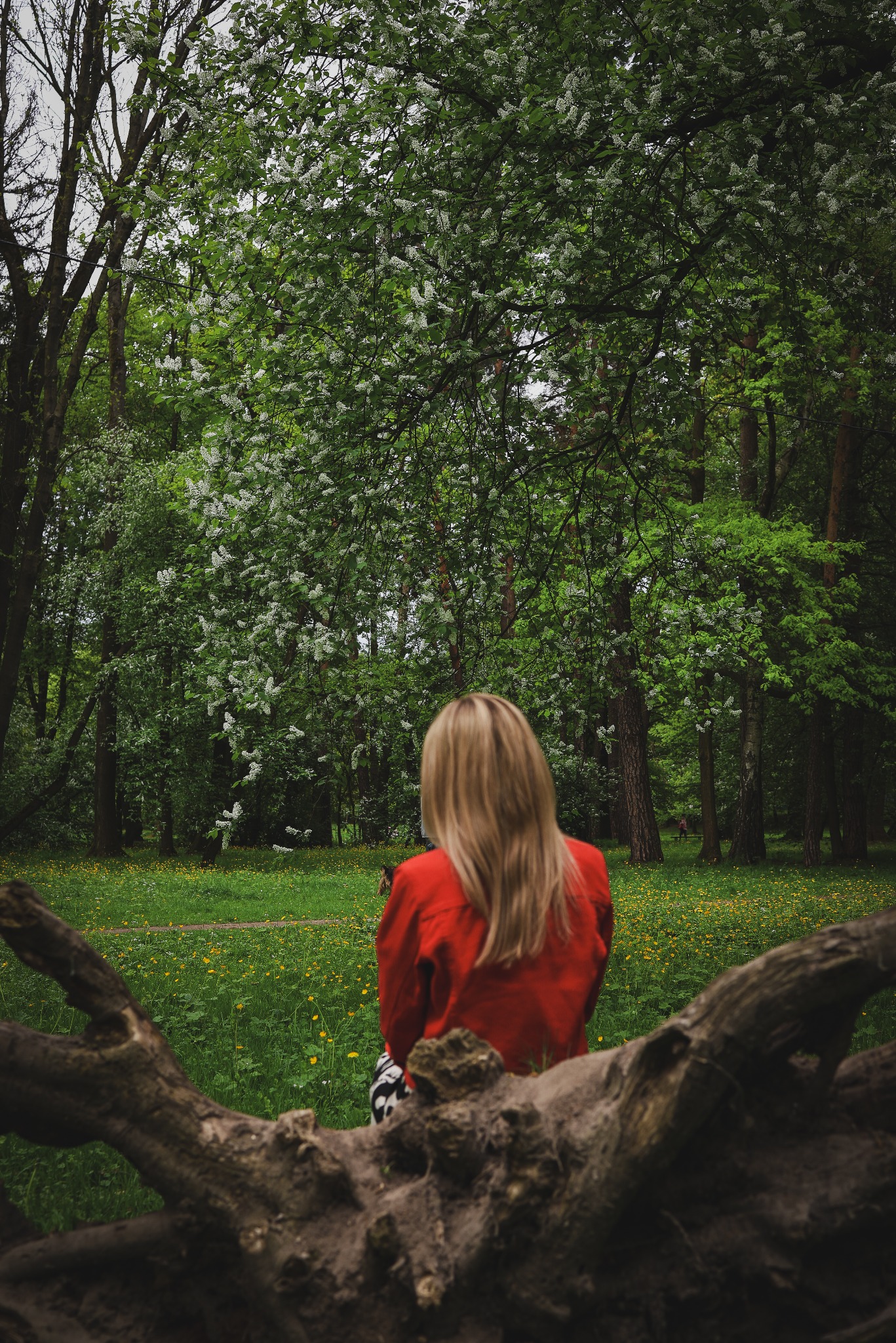 Kobieta w czerwonej kurtce siedzi tyłem na tle kwitnącego lasu, z powalonym drzewem na pierwszym planie. Ujęcie z pleneru w Wieliczce.