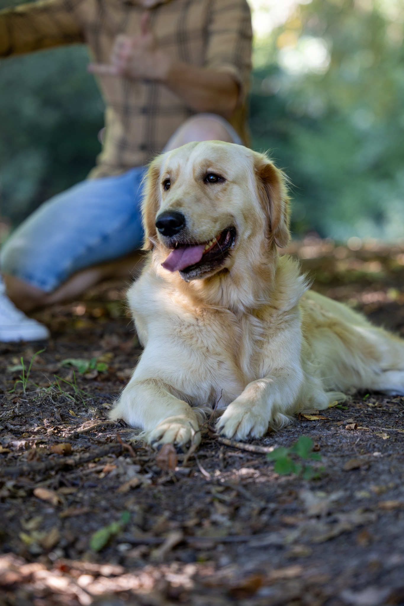 Golden retriever leży na ściółce leśnej, z językiem na wierzchu. W tle siedzi osoba w dżinsach i koszuli w kratę. Ujęcie z dołu, miękkie światło.