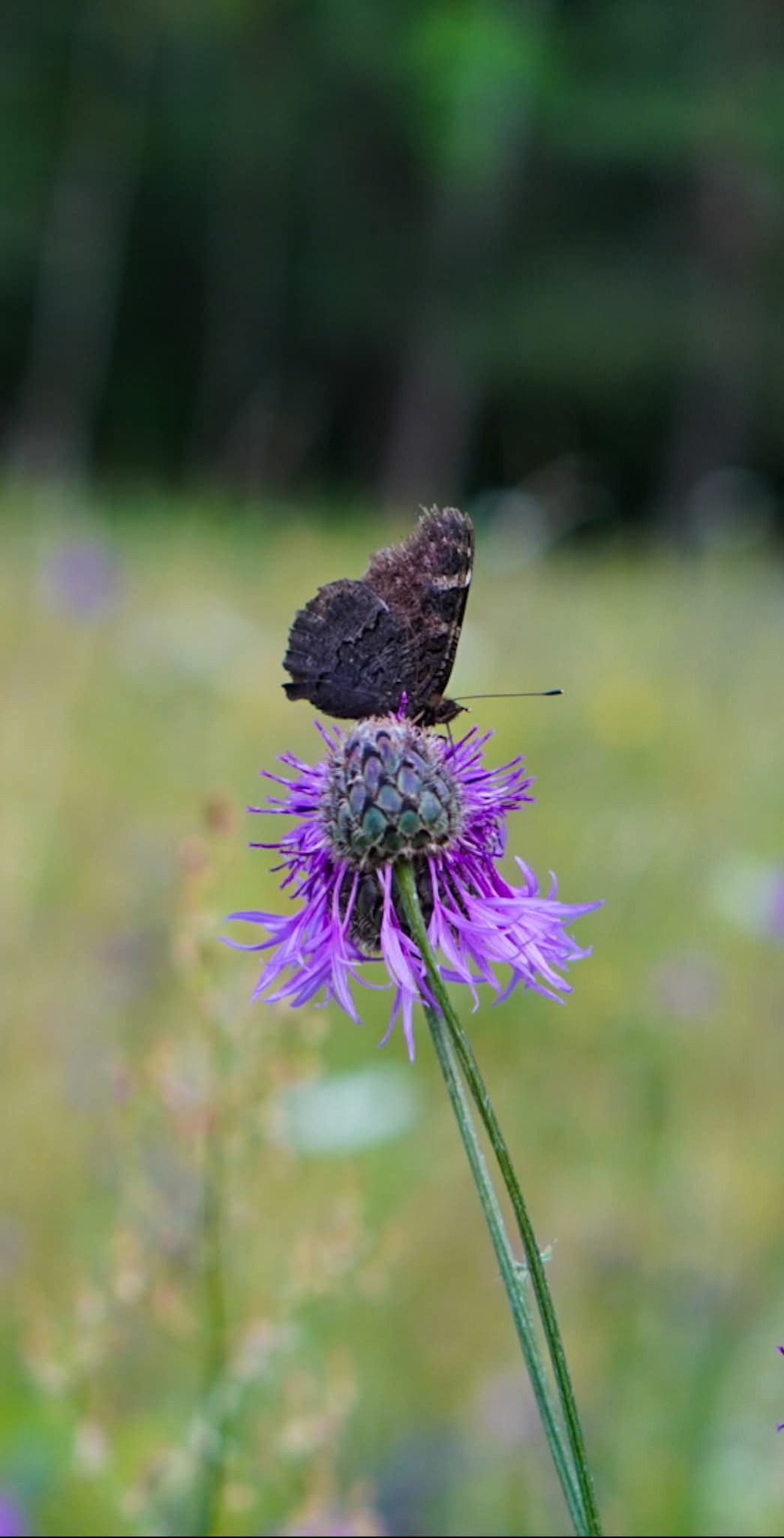 Brunatny motyl na fioletowym kwiecie ostrożnia łąkowego, delikatne tło z zielenią i rozproszonym światłem, ujęcie z bliska.