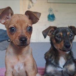 MAGDALENA KARKOSA - Usługi Sprzątania Nowy Dw&oacute;r Mazowiecki