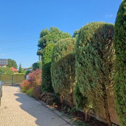 Przycinanie drzew Borki 4