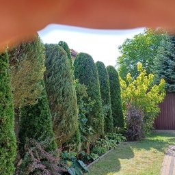 Zielona Nutka Usługi Ogrodnicze Damian Kułak - Rząd gęstych, zielonych tuj formuje żywopłot w słonecznym ogrodzie. Widoczne krzewy i trawnik, fragment budynku w tle, a w górnej części kadru fragment dłoni.