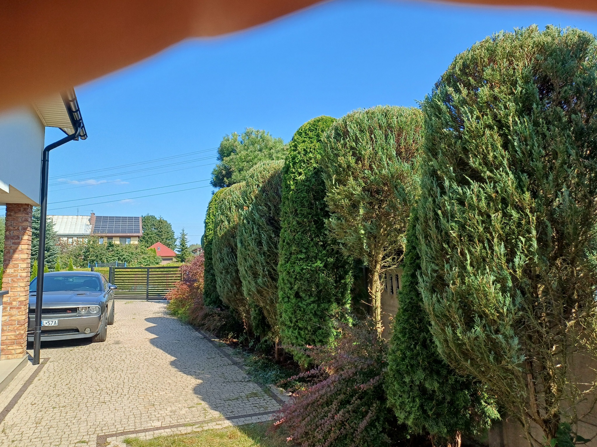 Równy szpaler tuj formuje zielony żywopłot wzdłuż ścieżki z kostki; w tle dom z panelami słonecznymi i szary samochód osobowy. Częściowo zasłonięty kadr.