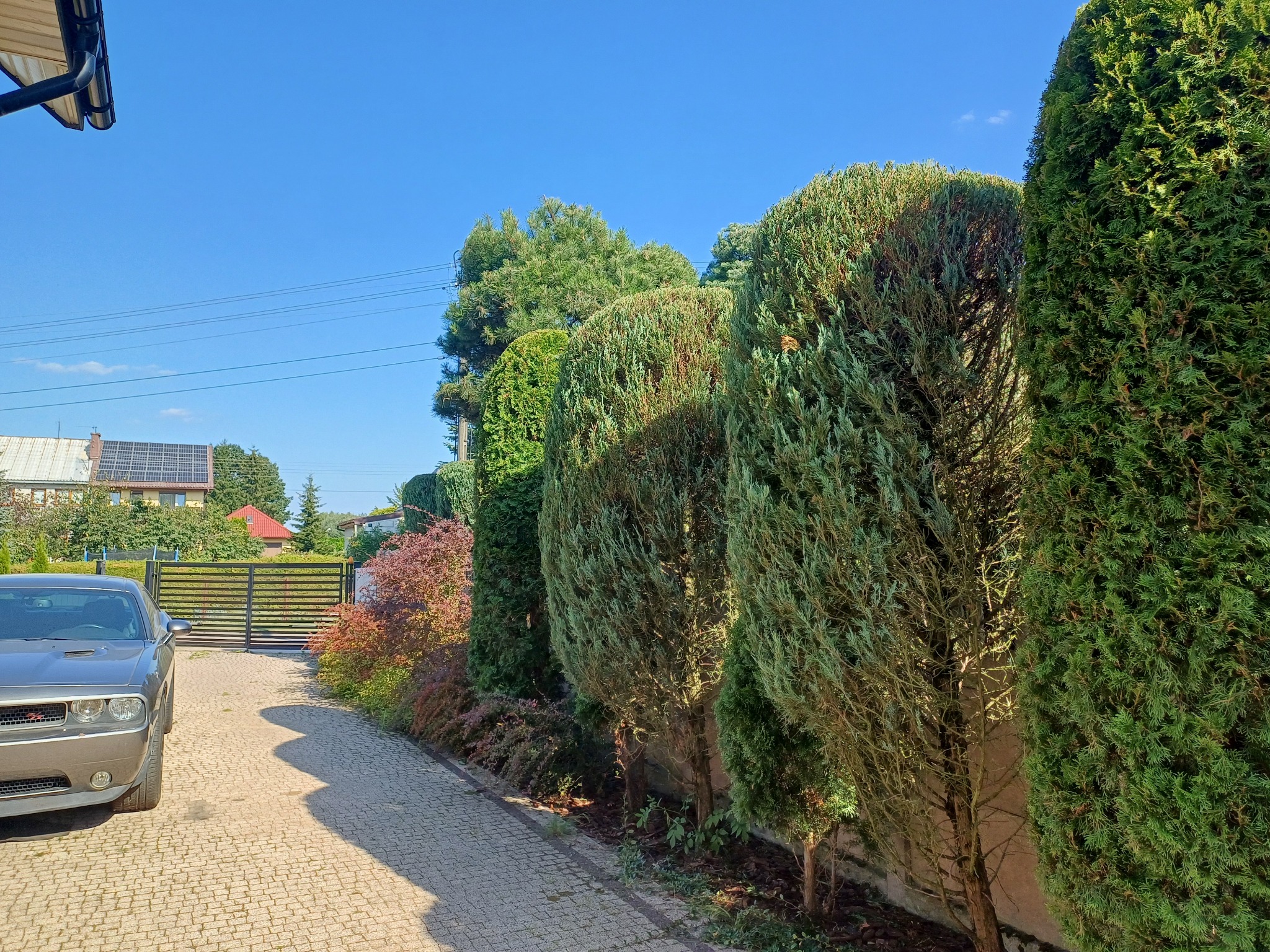 Formowane tuje wzdłuż podjazdu z kostki, szary samochód na pierwszym planie, brama i dom w tle, słoneczny dzień.